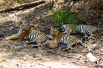 Three large Bengal tiger cubs at rest (Panthera tigris tigris) Pench National Park, Madhya Pradesh, India