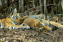 Bengal tigers (Panthera tigris tigris) two cubs at rest together, Pench National Park, Madhya Pradesh, India