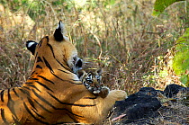 Bengal tigrees (Panthera tigris tigris) resting with small cub, Pench National Park, Madhya Pradesh, India