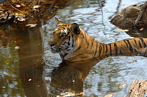 Bengal tigress (Panthera tigris tigris) resting in water, Pench National Park, Madhya Pradesh, India