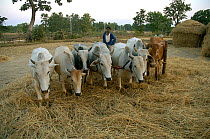 Domesticated oxen (Bos indicus) threshing rice crop, rural Madhya Pradesh, Indiam 2005