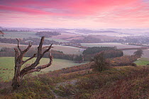 View from Beacon Hill at dawn looking over the East Hampshire countryside and South Downs National Park, Hampshire, UK, November 2010.