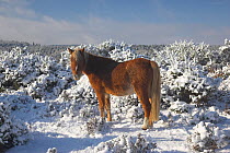 Domestic horse, New Forest pony in snow, New Forest NP, Hampshire, UK, December