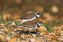 Little ringed plover (Charadrius dubius) in courtship display, Ringwood, Hampshire, UK, April