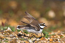 Little ringed plover (Charadrius dubius) in courtship display, Ringwood, Hampshire, UK, April