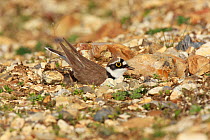 Little ringed plover (Charadrius dubius) in courtship display, the male attracts the female to the nest site by scraping, Ringwood, Hampshire, UK, April