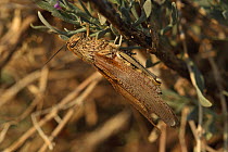 Egyptian locust / grasshopper (Anacridium aegyptium) Algarve, Portugal, October