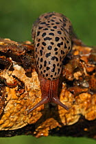 Leopard / Great grey slug (Limax maximus) Norwich, UK, July