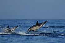 Common dolphins (Delphinus delphis) leaping, Algarve, Portugal, October