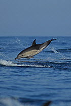 Common dolphin (Delphinus delphis) leaping, Algarve, Portugal, October