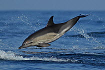 Common dolphin (Delphinus delphis) leaping, Algarve, Portugal, October