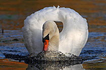 Mute swan (Cygnus olor) on water, Wheatfen, Norfolk, UK, November