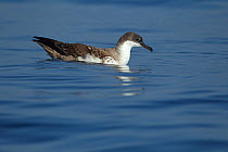 Great shearwater (Puffinus gravis) on sea surface, Algarve, Portugal, October