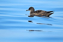Sooty shearwater (Ardenna / Puffinus grisea) on sea surface, Algarve, Portugal, October