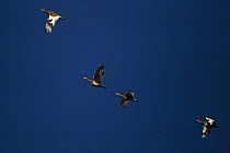 Little bustard (Tetrax tetrax) flock in flight, Algarve, Portugal, October