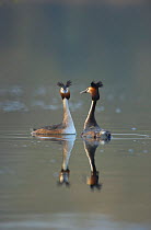Great crested grebe (Podiceps cristatus) pair of adults during part of their elaborate courtship ritual during the very last few rays of evening sunlight, Derbyshire, UK, March.