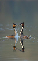 Great crested grebe (Podiceps cristatus) pair of adults during part of their elaborate courtship ritual during the very last few rays of evening sunlight, Derbyshire, UK, March.