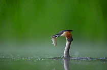 Great crested grebe (Podiceps cristatus) adult in profile with a fish that it has just caught,  Derbyshire, UK, June