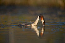 Great crested grebe (Podiceps cristatus) male in the split second before he dives for fish, Derbyshire, UK, March