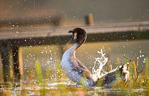 Great crested grebe (Podiceps cristatus) male paddles his feet over the back of a prostrate female after mating, behind the nest site is a fishing platform, Derbyshire, UK, March, sequence 4/5