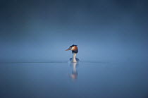 Great crested grebe (Podiceps cristatus) adult emerges from a thick mist into dawn sunlight, Derbyshire, UK, April. 2020VISION Book Plate.