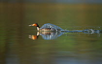 Great crested grebe (Podiceps cristatus) adult creating a bow wave as it skims through the water  pursued by another in a territorial dispute, Derbyshire, UK, March
