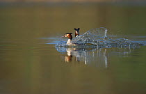 Great crested grebe (Podiceps cristatus) adult creating a bow wave as skids to a halt after being pursued by another in a territorial dispute, Derbyshire, UK, March