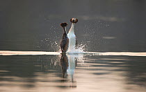 Great crested grebe (Podiceps cristatus) pair performing the 'weed dance,' a spectacular part of their elaborate courtship ritual, Derbyshire, UK, March