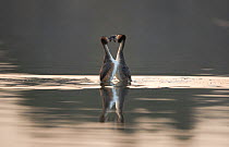 Great crested grebe (Podiceps cristatus) pair performing the 'weed dance,' a spectacular part of their elaborate courtship ritual, Derbyshire, UK, March