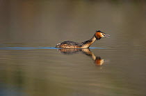 Great crested grebe (Podiceps cristatus) adult in profile calling to its partner, Derbyshire, UK, March