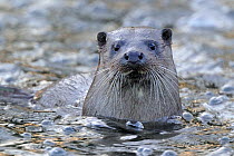European river otter (Lutra lutra) portrait, in river, Dorset, UK, November
