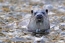 European river otter (Lutra lutra) portrait, in river, Dorset, UK, November. Did you know? Baby otters can't swim until they are 2 months old.