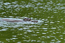 Two European river otters (Lutra lutra) female and cub swimming in rain, Dorset, UK, September