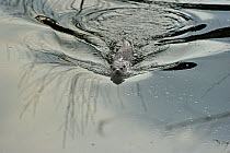 European river otter (Lutra lutra) swimming, Dorset, UK, May. Did you know? Following efforts to save them from extinction, otters have now returned to every county in England  proof that conservatio...