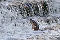 European river otter (Lutra lutra) in river looking at weir, Dorset, UK, November