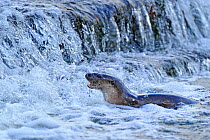 European river otter (Lutra lutra) at the bottom of a weir in river, Dorset, UK, November