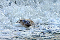 European river otter (Lutra lutra) by weir in river, Dorset, UK, November