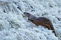 European river otter (Lutra lutra) climbing weir on river, Dorset, UK, November