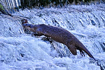 European river otter (Lutra lutra) climbing weir in river, Dorset, UK, November