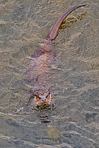 European river otter (Lutra lutra) in river, Dorset, UK, November