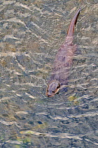 European river otter (Lutra lutra) swimming in river, Dorset, UK, November