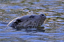 European river otter (Lutra lutra) portrait, head above water, river, Dorset, UK, November