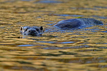 European river otter (Lutra lutra) swimming, in river, Dorset, UK, November