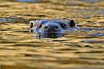 European river otter (Lutra lutra) swimming with head above water, river, Dorset, UK, November