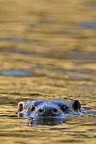 European river otter (Lutra lutra) swimming with head above water, in river, Dorset, UK, November