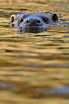 European river otter (Lutra lutra) swimming with head just above water, in river, Dorset, UK, November