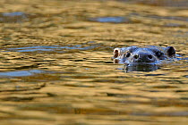 European river otter (Lutra lutra) swimming  with head just above surface, river, Dorset, UK, November