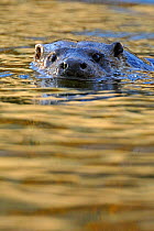 European river otter (Lutra lutra) swimming with head just above surface, river, Dorset, UK, November
