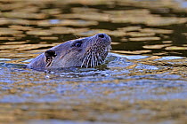 European river otter (Lutra lutra) swimming with head just above surface, river, Dorset, UK, November