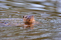 European river otter (Lutra lutra) sticking head above water, in river, Dorset, UK, November